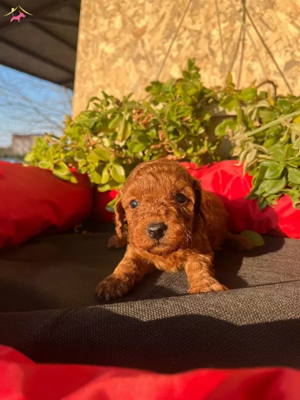 Petibor Tadında Toy Poodle Bebeklerim
