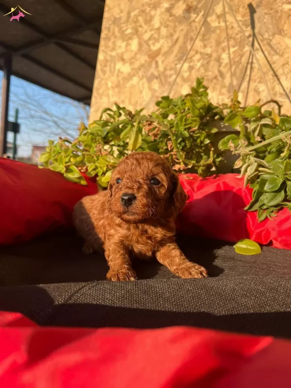 Petibor Tadında Toy Poodle Bebeklerim