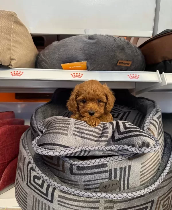 Red Browne Toy Poodle Yavrularımız