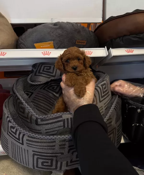 Red Browne Toy Poodle Yavrularımız