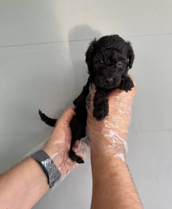 Siyah Inci Toy Poodle Yavrularımız