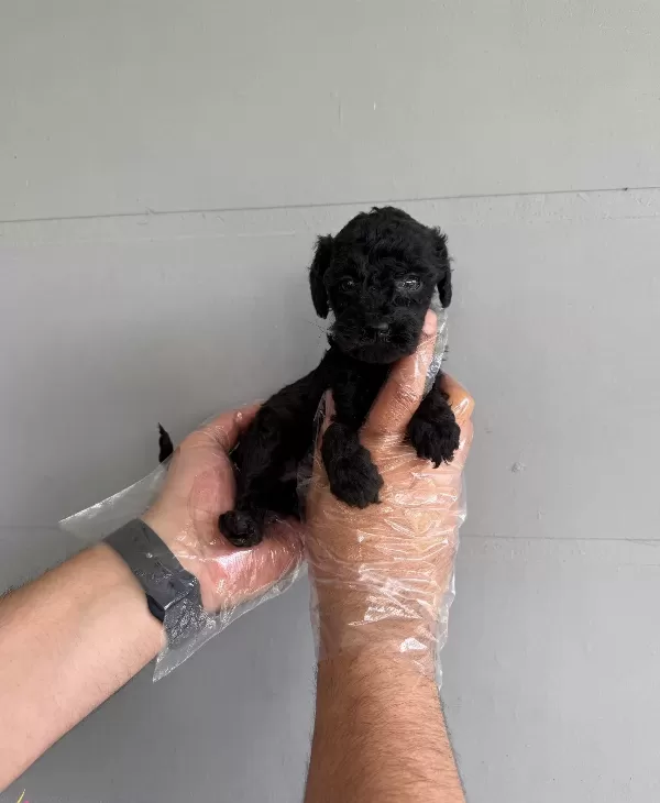Siyah Inci Toy Poodle Yavrularımız
