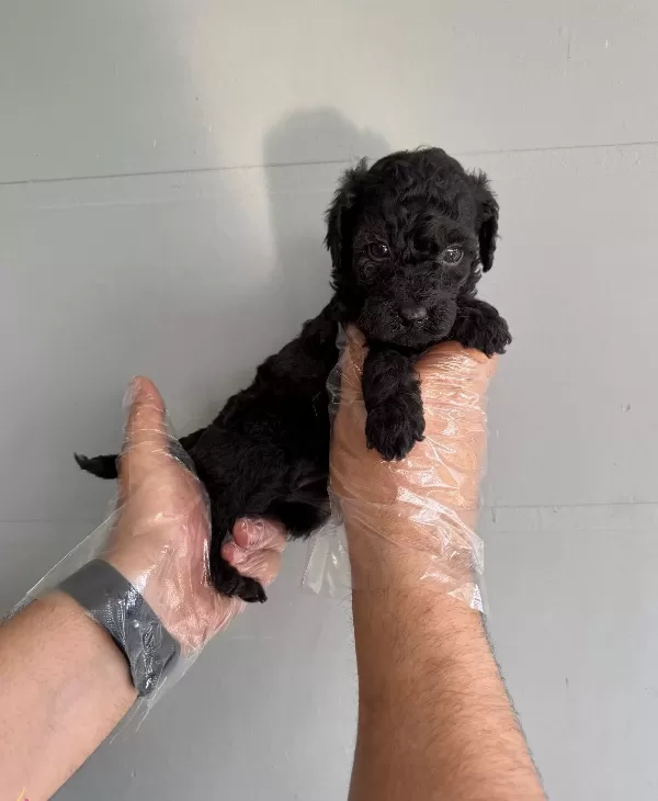 Siyah Inci Toy Poodle Yavrularımız