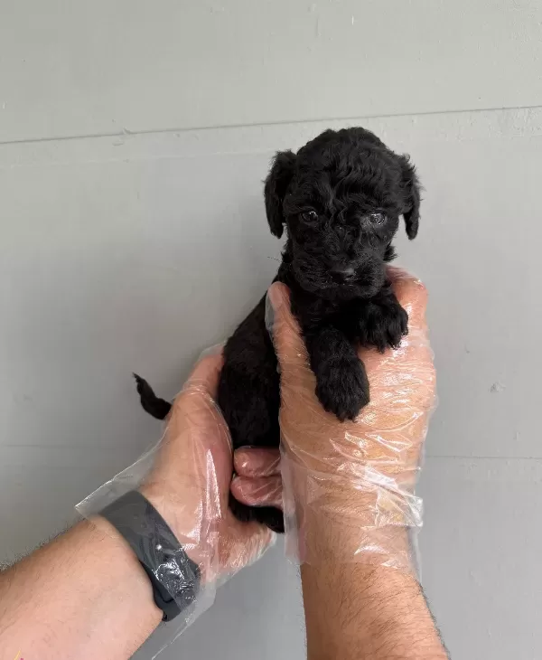 Siyah Inci Toy Poodle Yavrularımız