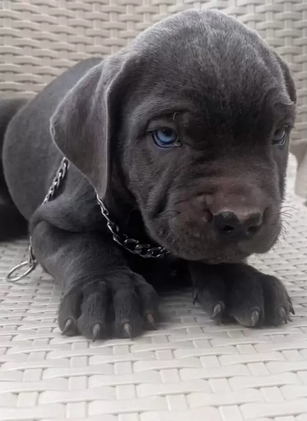 Tank Gibi Evlatlarımız Cane Corso