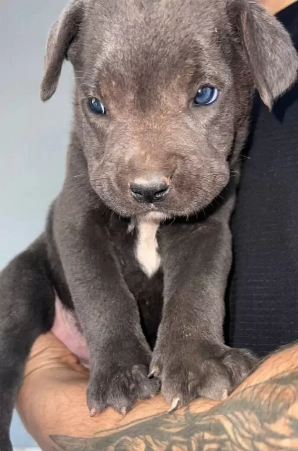 Tank Gibi Evlatlarımız Cane Corso