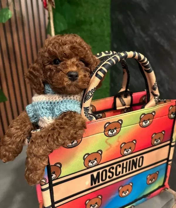 Apricot Toy Poodle Yavrular