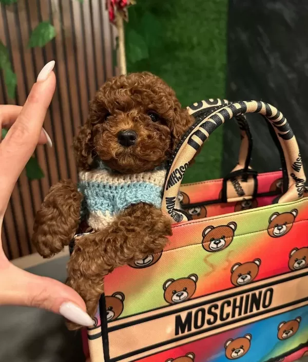 Apricot Toy Poodle Yavrular