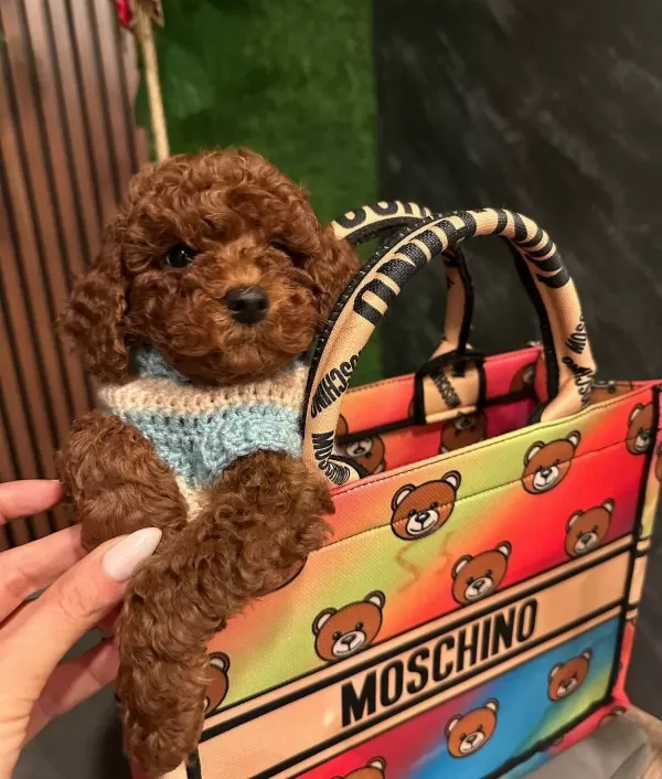 Apricot Toy Poodle Yavrular