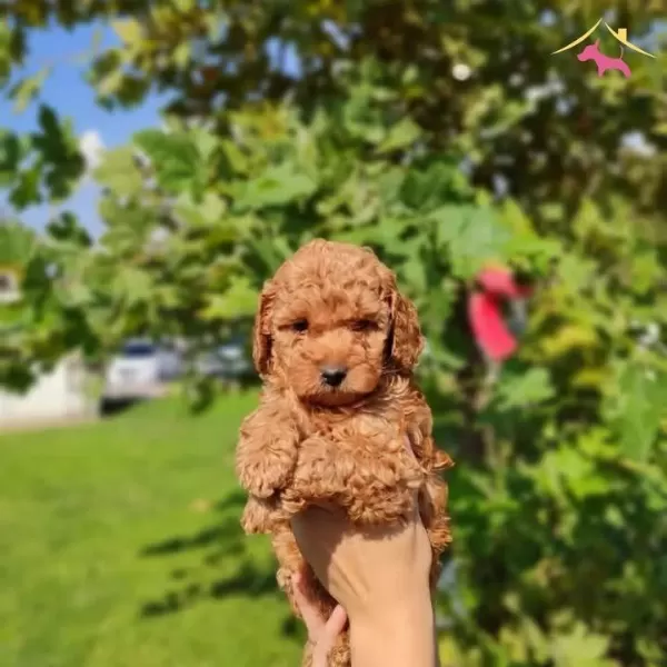 Show Kalite Toy Poodle Bebeklerim