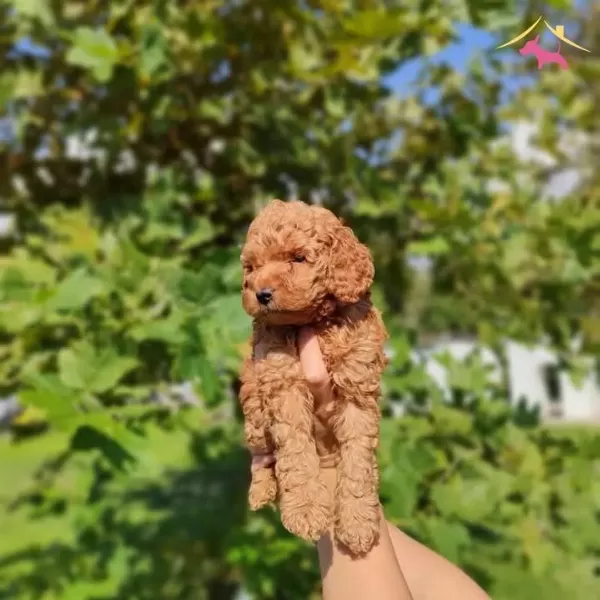 Show Kalite Toy Poodle Bebeklerim