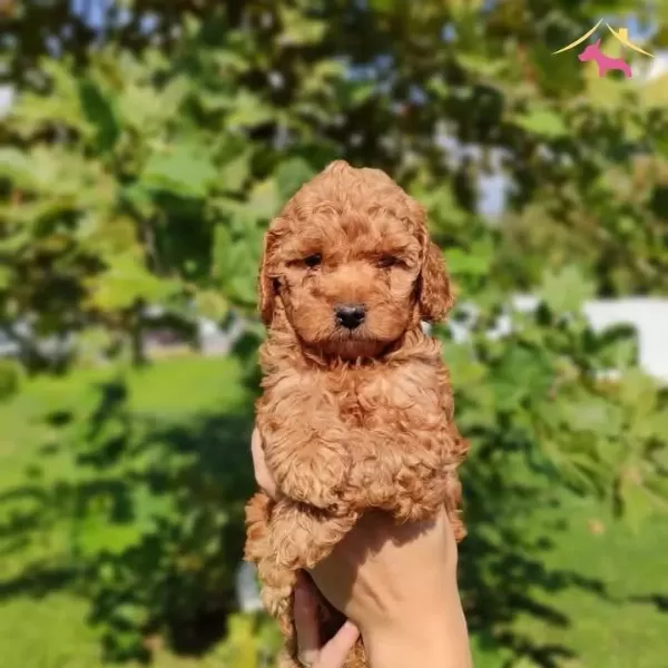Show Kalite Toy Poodle Bebeklerim