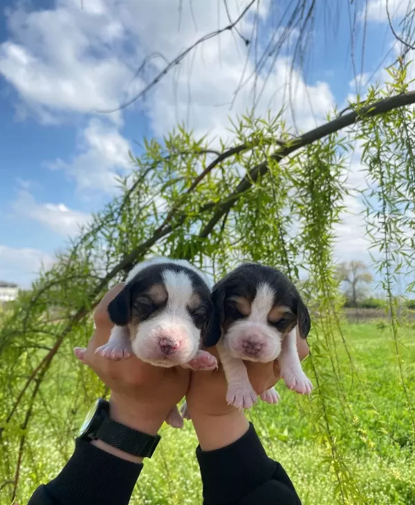Threecolor Beagle Bebekler