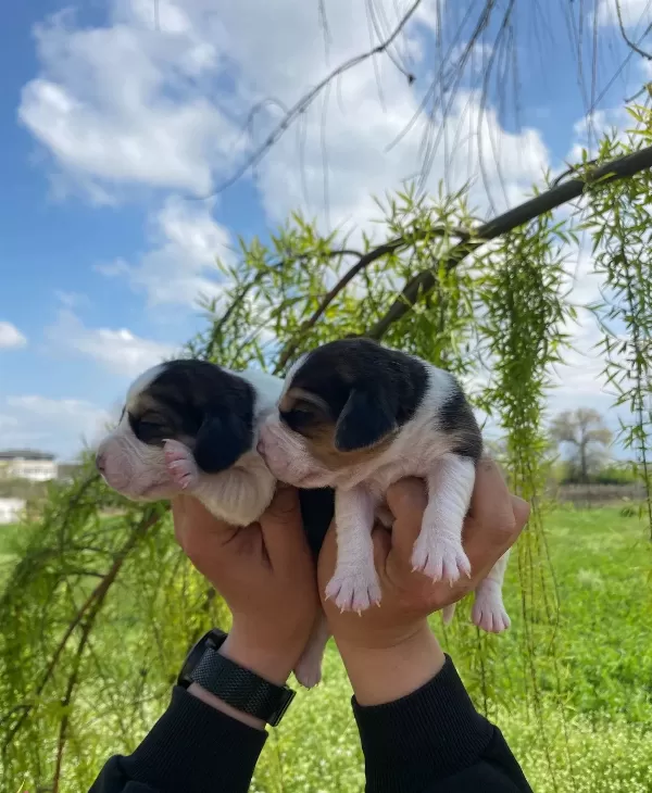 Threecolor Beagle Bebekler