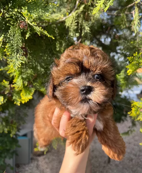 Shihpoo Erkek Bebek Yavrumuz