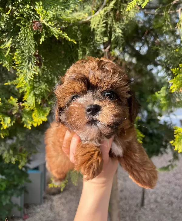 Shihpoo Erkek Bebek Yavrumuz