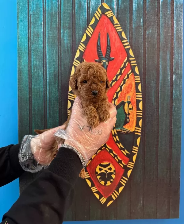 Kore Red Browne Toy Poodle Yavrularımız