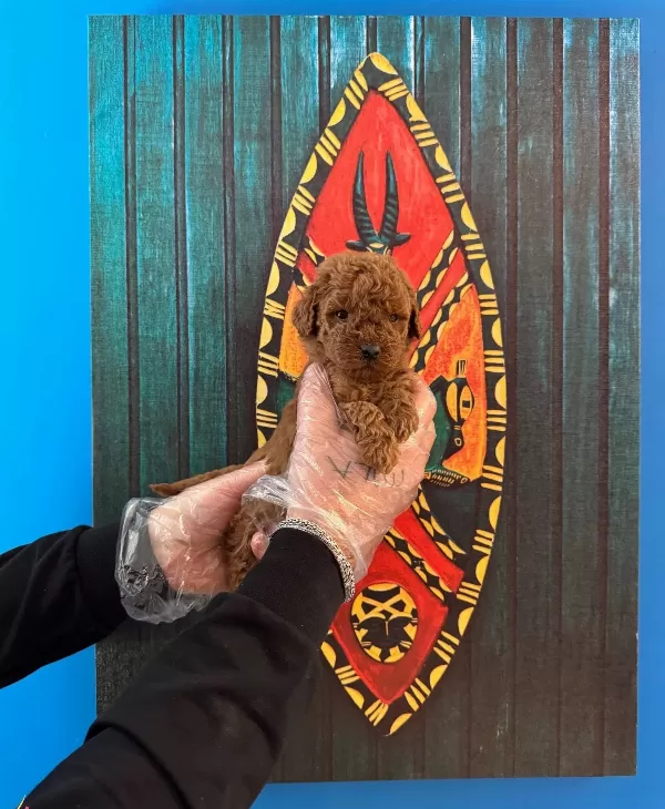 Kore Red Browne Toy Poodle Yavrularımız