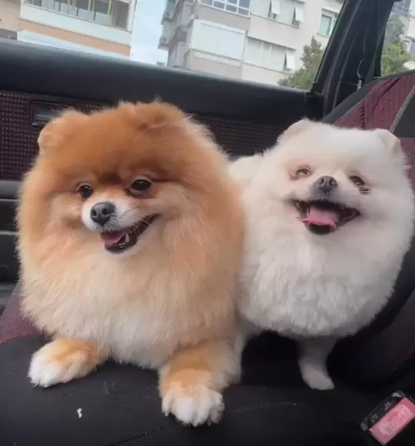 Evraklı Sevimli Renk Renk Pomeranian Bebeklerimiz