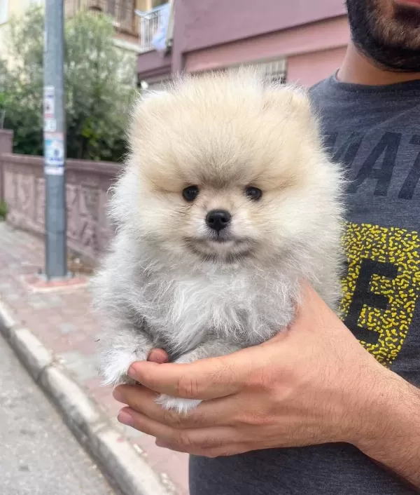 Evraklı Sevimli Renk Renk Pomeranian Bebeklerimiz