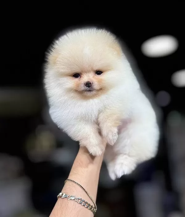 Evraklı Sevimli Renk Renk Pomeranian Bebeklerimiz