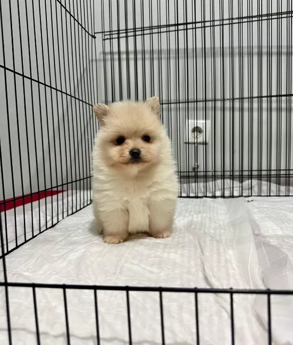 Evraklı Sevimli Renk Renk Pomeranian Bebeklerimiz