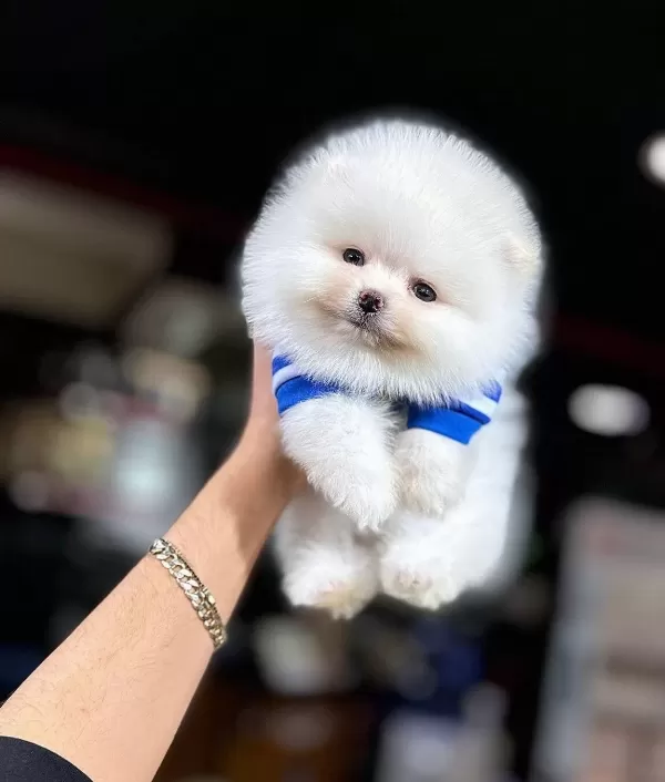 Evraklı Sevimli Renk Renk Pomeranian Bebeklerimiz