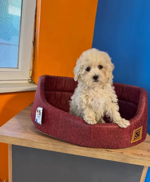 Ruhsatlı Ciftlikten Gerçek Maltipoo Yavruları
