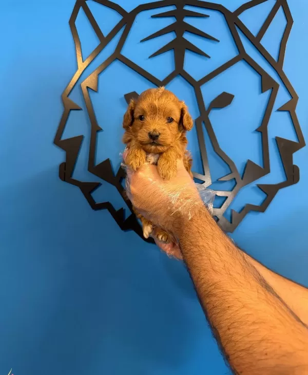Gerçek Tea Cup Maltipoo Yavrularımiz