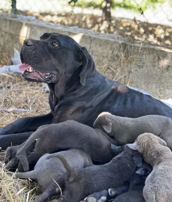 Iri Anne Babadan Dev Cane Corso Bebekler