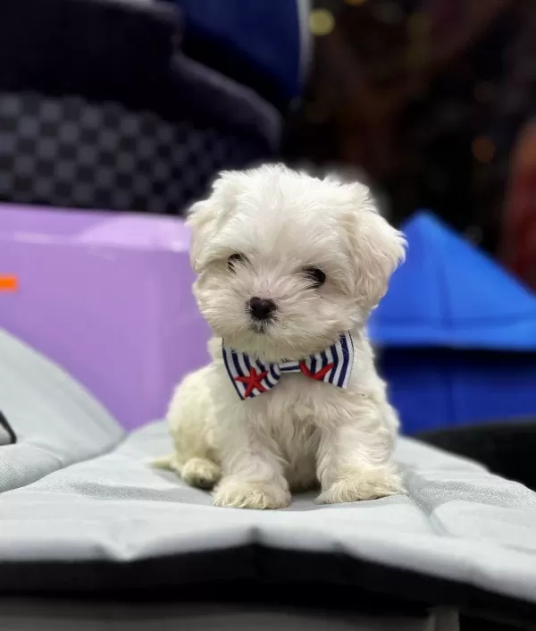Numara Morkie Yavrular