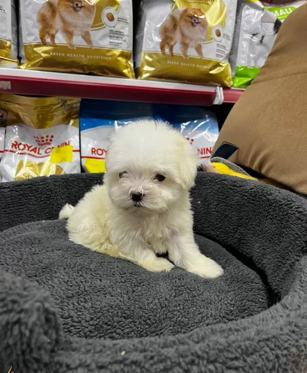 Numara Morkie Yavrular