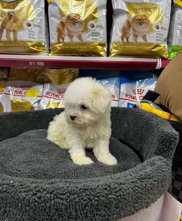 Numara Morkie Yavrular