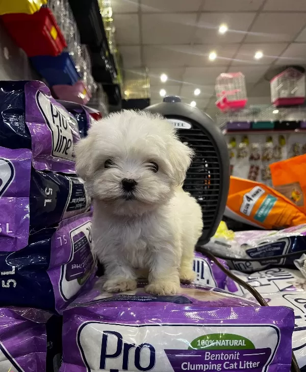 Numara Morkie Yavrular