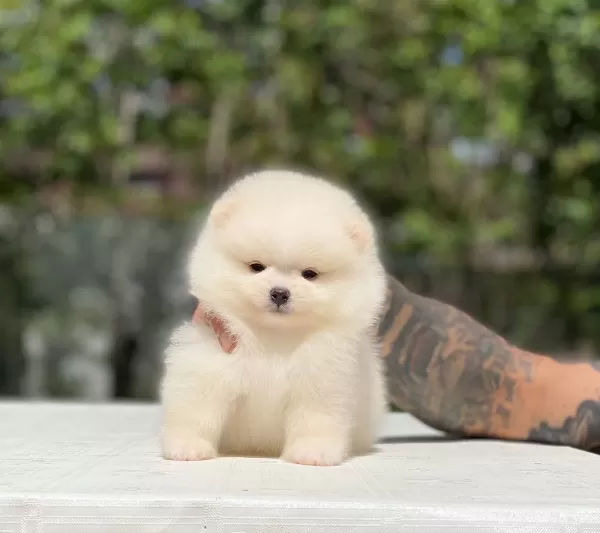Taylan Girisli Pomeranian Boo Yavrularımız