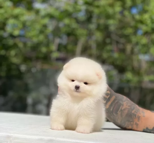 Taylan Girisli Pomeranian Boo Yavrularımız