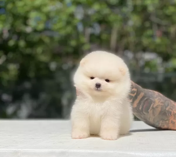 Taylan Girisli Pomeranian Boo Yavrularımız