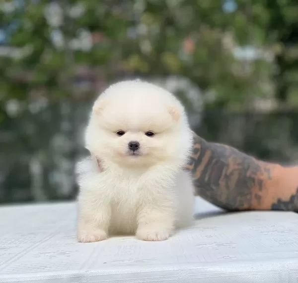 Taylan Girisli Pomeranian Boo Yavrularımız