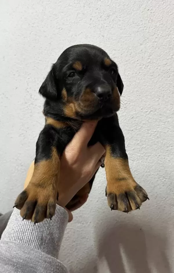 Dunyanın En Asil Doberman Yavrusu