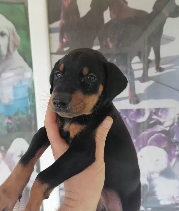 Dunyanın En Asil Doberman Yavrusu