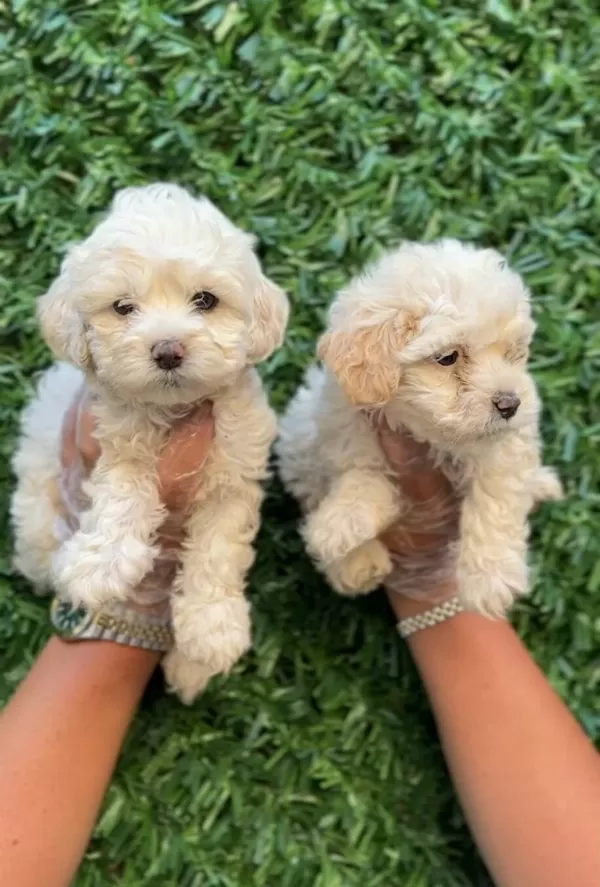 Ruhsatlı Isletmeden Akıl Kupu Mini Maltipoo