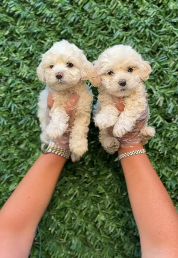 Ruhsatlı Isletmeden Akıl Kupu Mini Maltipoo