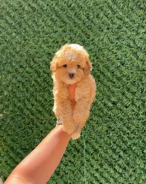 Ruhsatlı Isletmeden Akıl Kupu Mini Maltipoo