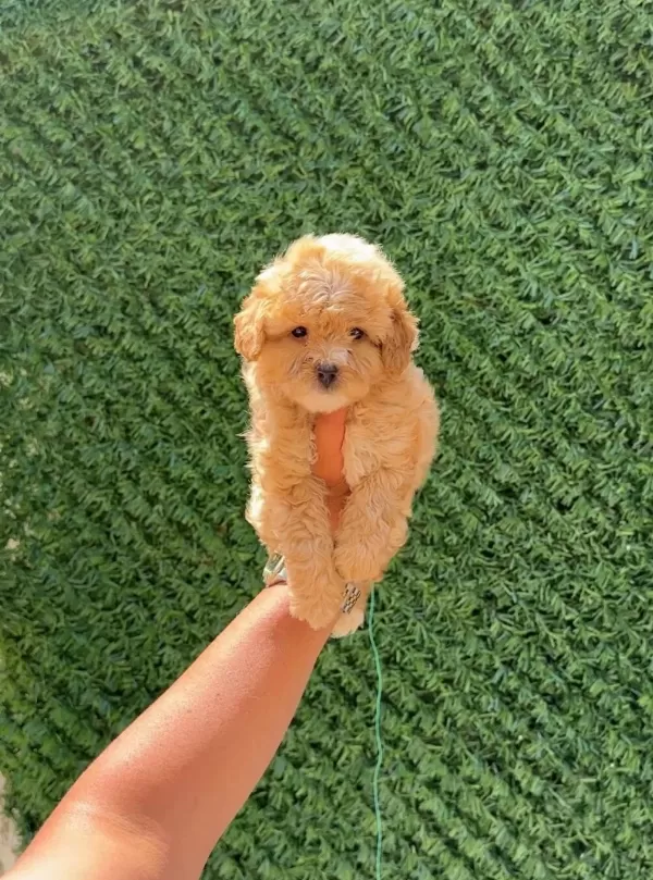 Ruhsatlı Isletmeden Akıl Kupu Mini Maltipoo
