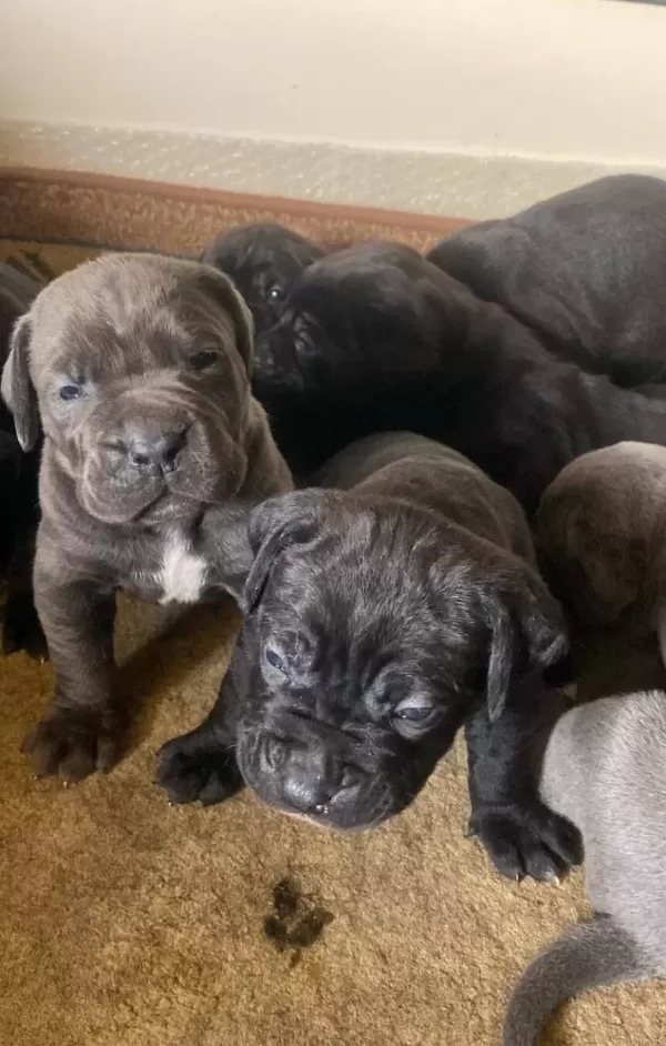 Saglıklı Cane Corso Yavrularımız