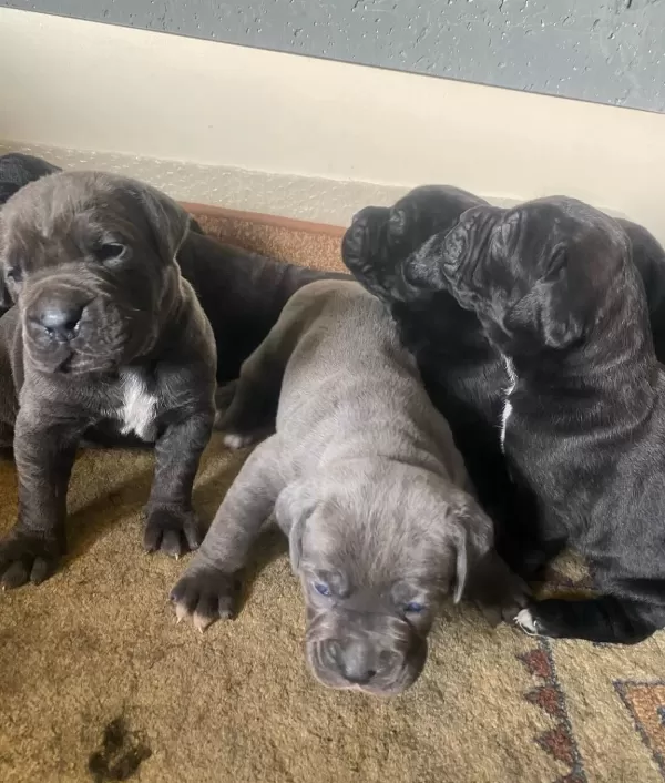 Saglıklı Cane Corso Yavrularımız