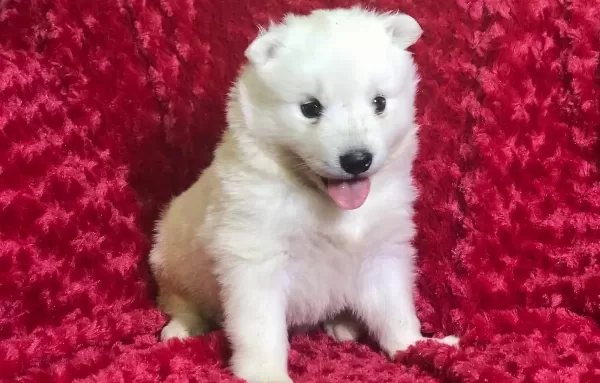 Irk Garantili Samoyed Yavruları