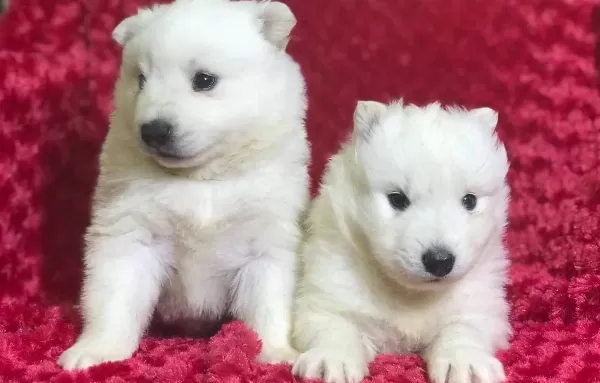 Irk Garantili Samoyed Yavruları