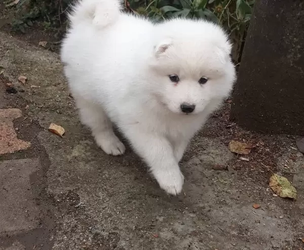 Irk Garantili Samoyed Yavruları