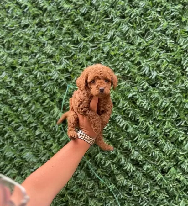 Ruhsatlı Isletmeden Kore Red Mini Poodle Bebekler